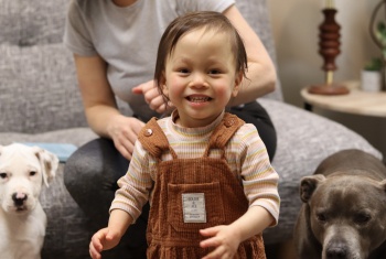 A toddler wearing brown overalls standing between two dogs inside a lounge room.